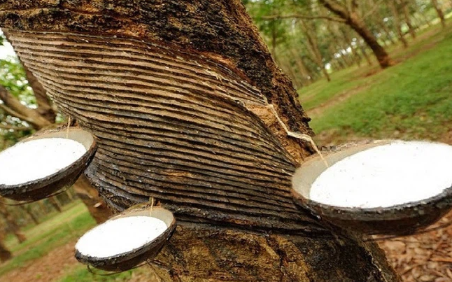 Cập nhật giá cao su hôm nay 15/11/2021: Đồng loạt tăng tại châu Á